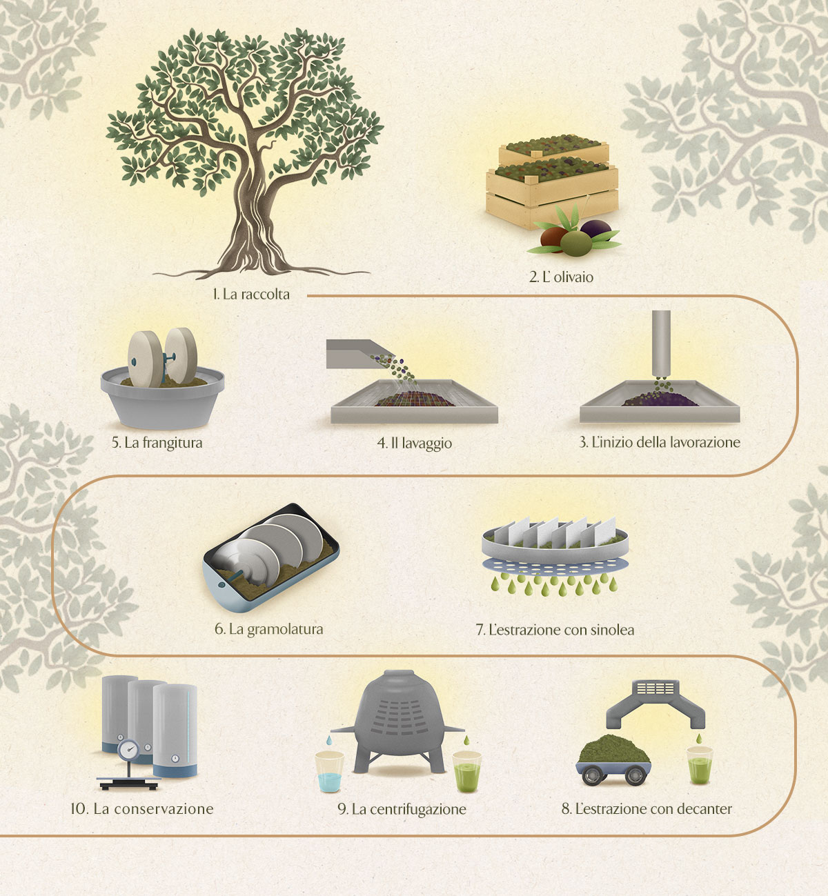 infografica lavorazione olio