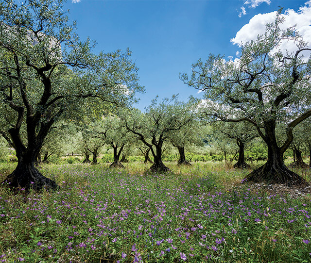Wie man einen Olivenbaum aufzieht – Fratelli Carli