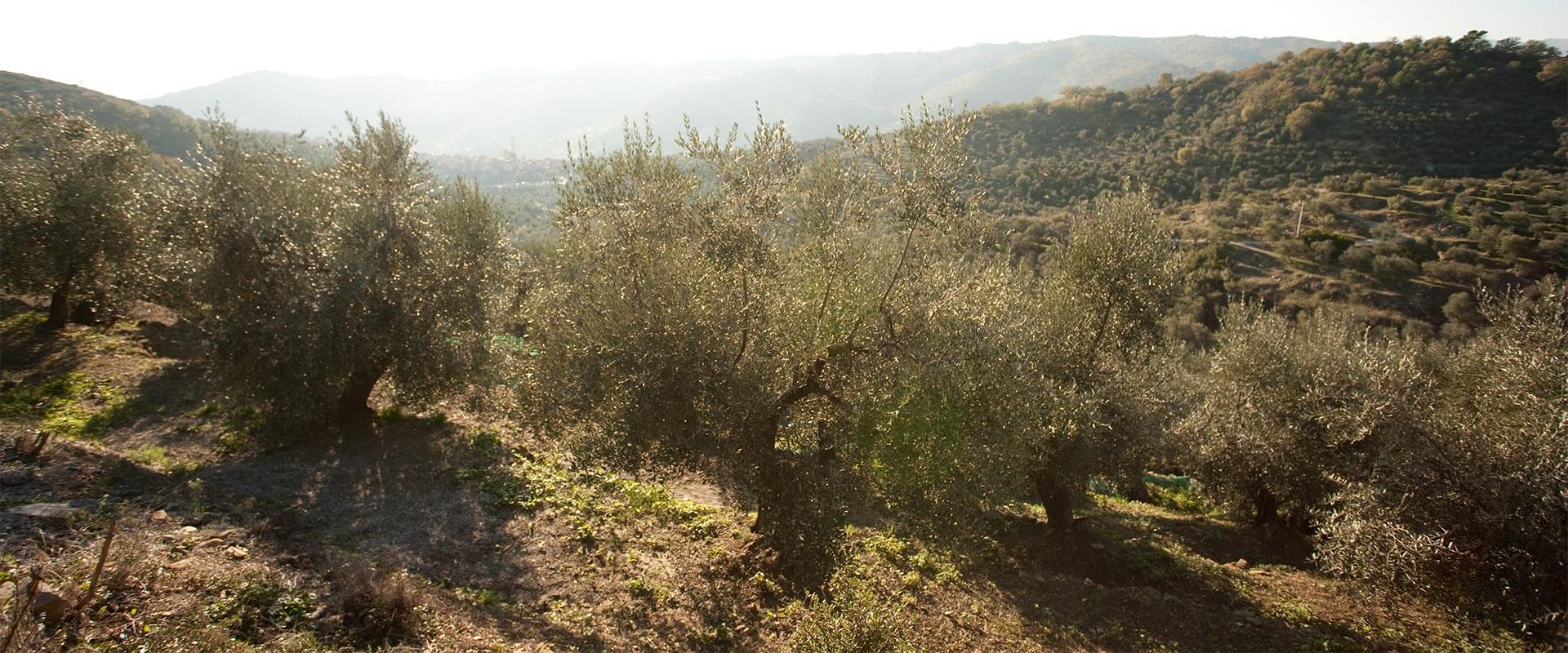 Wie man einen Olivenbaum anpflanzt – Fratelli Carli