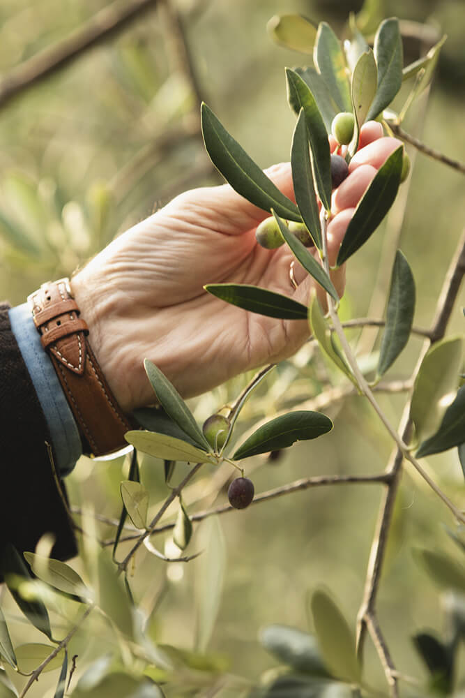 Oliven in einer Hand