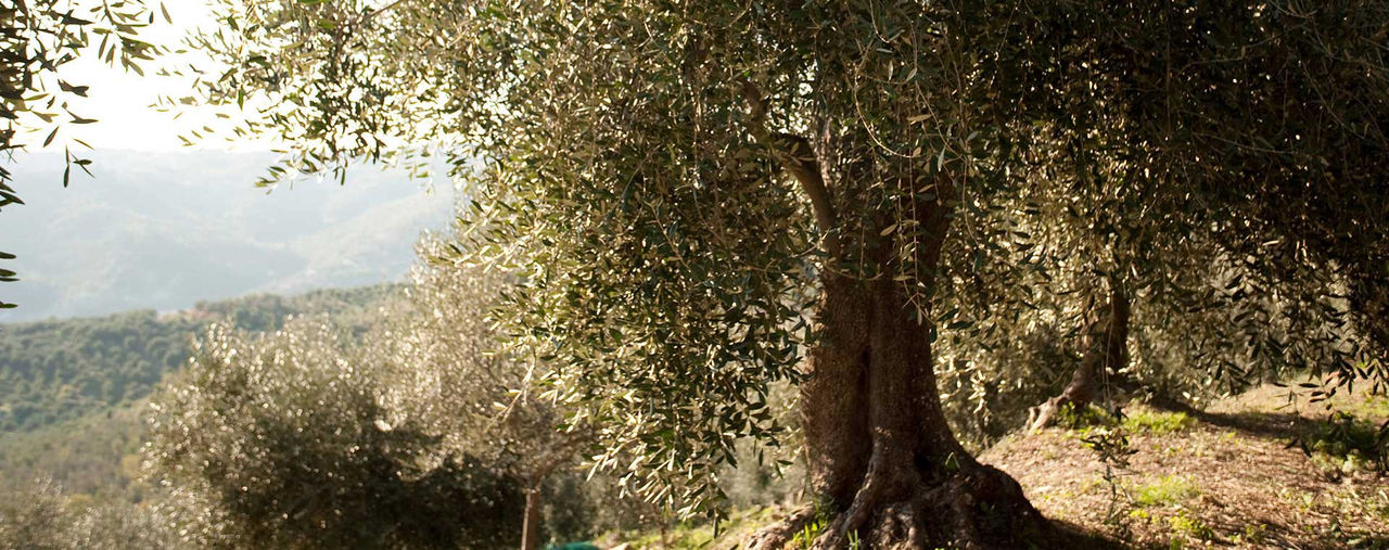 Olivenbaum des Olivenhains Costa Rossa in Imperia